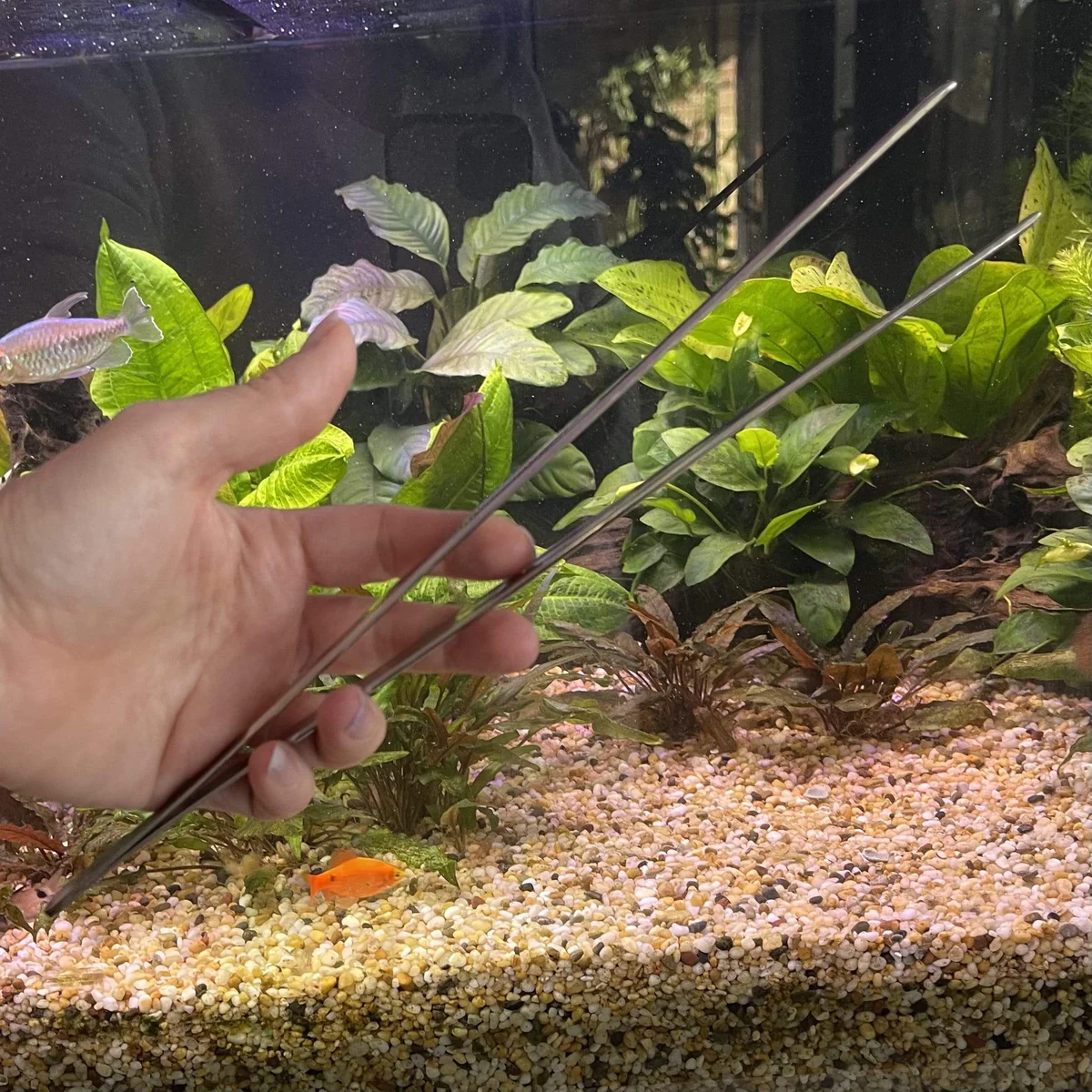 Aquarium Pincetten