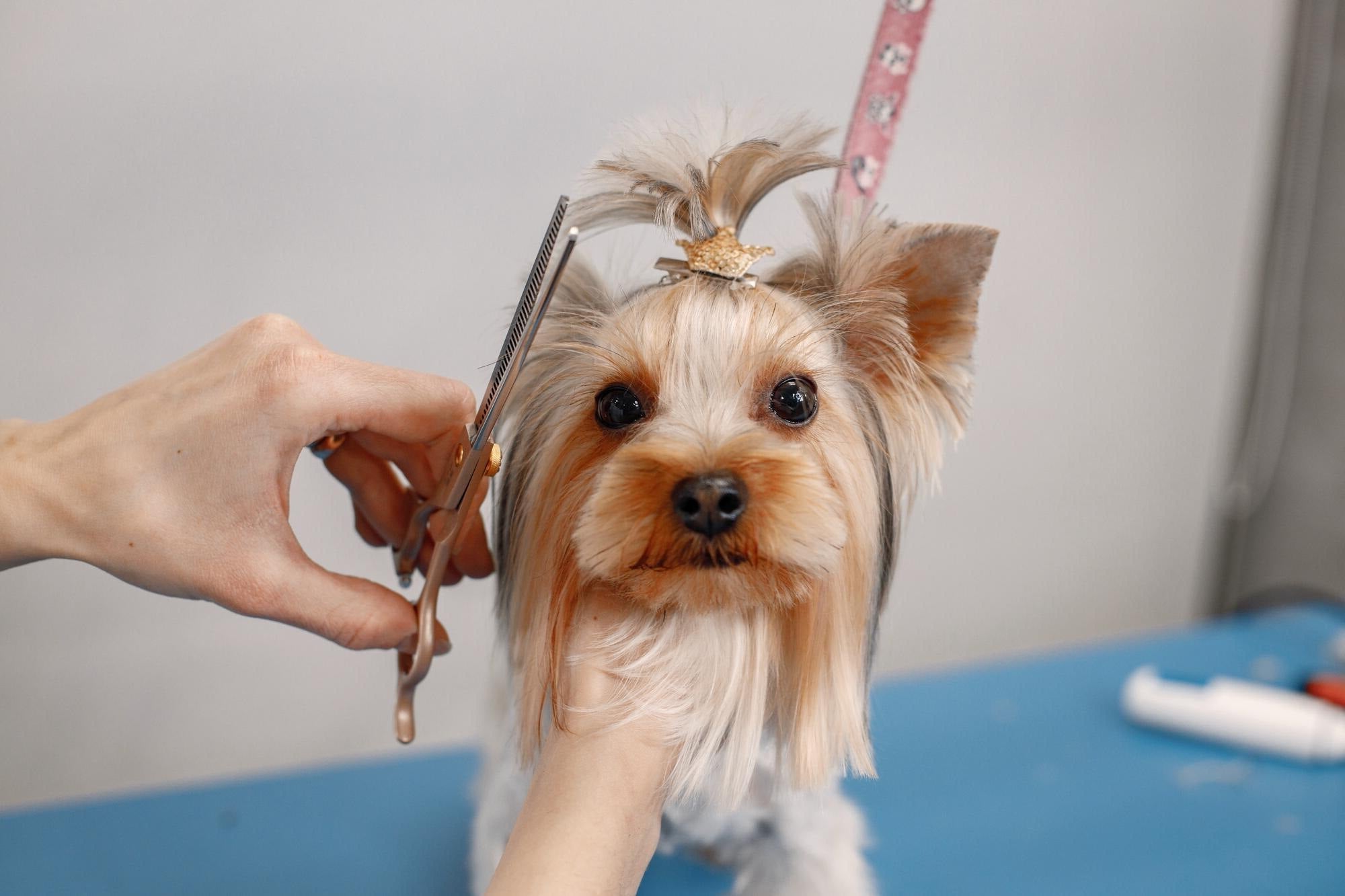 Afbeelding zonder ALT